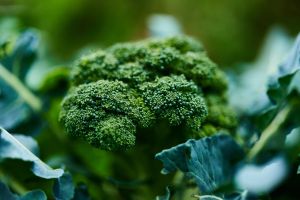 brocolli