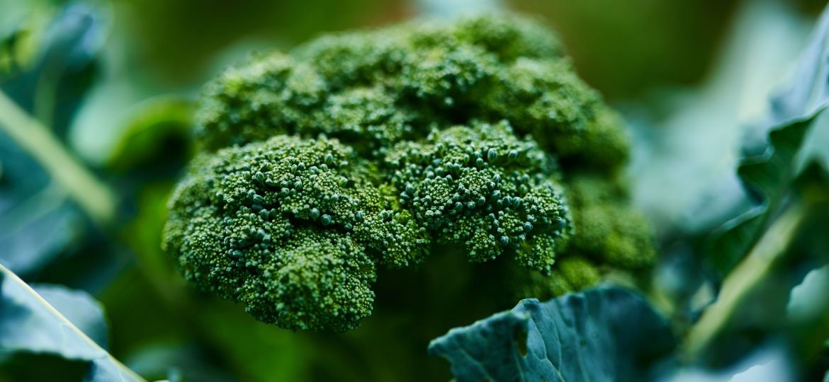 brocolli