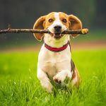 Beagle dog with a stick on a green field during spring runs towards camera. Happy active dog fetching in nature.