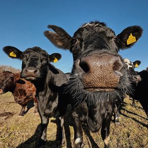 cattle herd