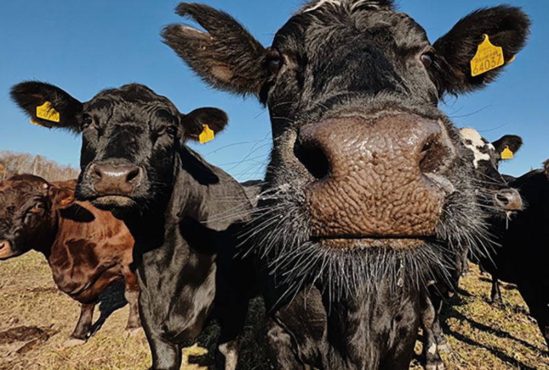 cattle herd